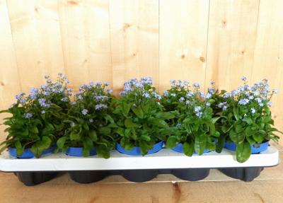 Vergeet-mij-niet 10 stuks in tray kleur blauw Warentuin Natuurlijk - Warentuin natuurlijk