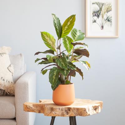 Calathea Maui Queen - P12