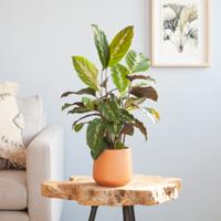 Calathea Maui Queen - P12 - thumbnail