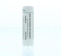 Homeoden Heel Capsicum annuum D30 6 Gram - thumbnail