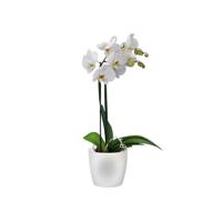 Elho brussels orchideeën pot 16 cm transparant - thumbnail