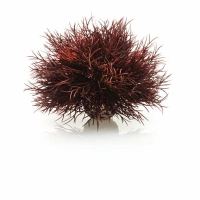 BiOrb zeelelie donkerrood aquarium decoratie BiOrb zeelelie donkerrood aquarium decoratie