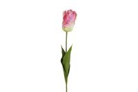 Decostar Tulp Tulipa Barbera 68 cm paars/wit - thumbnail