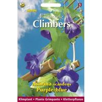 Zaden Flowering Climbers Asarina Violet Buzzy - Buzzy - thumbnail