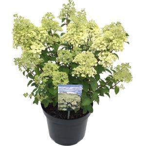 Hydrangea Paniculata "Bobo"® pluimhortensia - 30-35 cm - 1 stuks Hydrangea Paniculata "Bobo"® pluimhortensia - 30-35 cm - 1 stuks