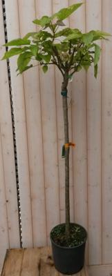 Catalpa bungei stamhoogte 150 cm Trompetboom Warentuin Natuurlijk - Warentuin natuurlijk