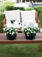 Elho Green Basics Plantenschaal Zwart Ø33cm - thumbnail