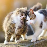 BEAPHAR NIERDIEET KAT MULTIPACK 6X100 GR - thumbnail