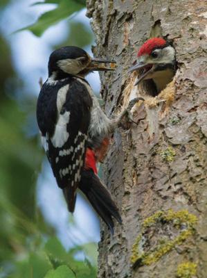 Spechten 50x70cm Tuinschilderij Customize-it - Customize it