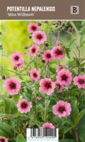 Vips Potentilla nepalensis Miss Willmott - Ganzerik - thumbnail