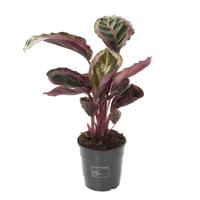 Calathea Roseopicta Angela - P 12 cm - thumbnail