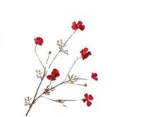 Silk-ka kunsttak cosmos 77cm beauty - thumbnail