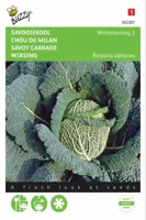 Savooiekool winterkoning 2 2g - thumbnail