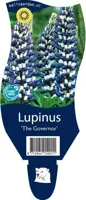 Lupinus The Governor vaste plant Griffioen - Griffioen - thumbnail
