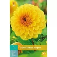 Dahlia golden scepter 1st bloembol zomer Dahlia JUB - Jub - thumbnail