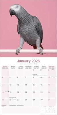 Grijze Roodstaart Kalender 2026 Grijze Roodstaart Kalender 2026