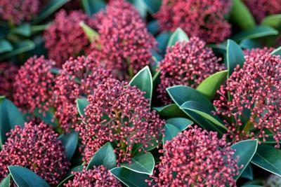 Skimmia