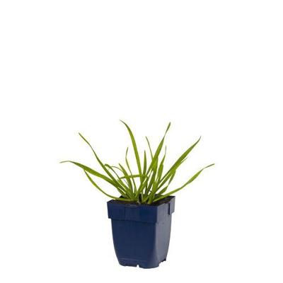 Allium senescens kruidenplant Griffioen - Griffioen