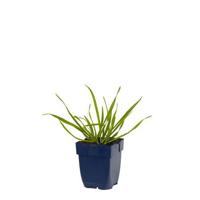 Allium senescens kruidenplant Griffioen - Griffioen - thumbnail