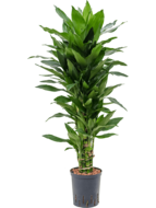 Dracaena janet lind leon hydrocultuur plant - thumbnail