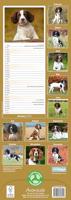 Engelse Springer Spaniel Kalender 2026 Slimline - thumbnail