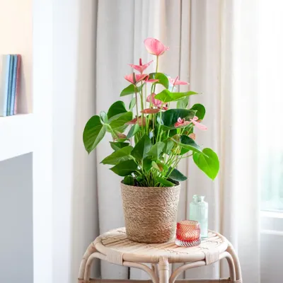 Anthurium Andreanum (Roze) - Flamingoplant - P17