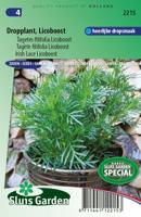 Dropplant zaden Tagetes filifolia Licoboost - thumbnail