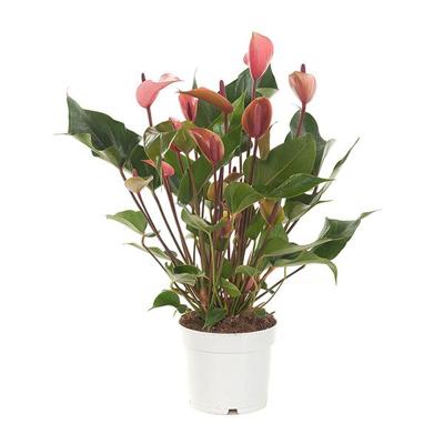Anthurium 'Cherry Champion' (Flamingoplant) P 17 cm