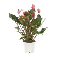 Anthurium 'Cherry Champion' (Flamingoplant) P 17 cm - thumbnail