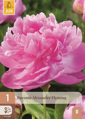 Pioenroos paeonia alexander fleming