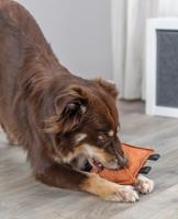 Kauwspeelgoed voor honden Trixie 26 cm - thumbnail