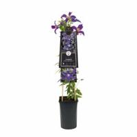 Blauwe bosrank (Clematis "SoMany® Blue Flowers" PBR) klimplant - thumbnail