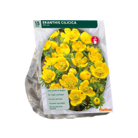 Winteraconieten - thumbnail