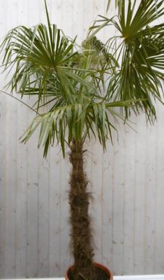 Winterharde Palmboom stamhoogte 100 cm en hoogte 225 cm Trachycarpus Warentuin Natuurlijk - Warentuin natuurlijk