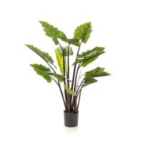 Colocasia - thumbnail