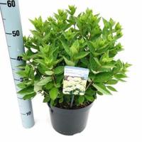Hydrangea Paniculata "Bombshell"® pluimhortensia - 35-40 cm - 1 stuks - thumbnail