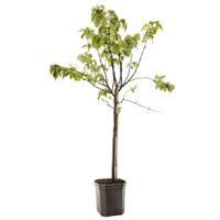 Kweepeer Cydonia oblonga peer 160 cm - thumbnail