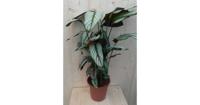 Calathea Whitestar Pauwenplant wit blad 60 cm kamerplant Warentuin Natuurlijk - Warentuin natuurlijk - thumbnail