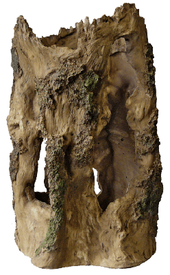 Superfish Tree home l l24b22h37cm