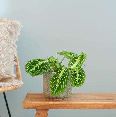 Maranta Lemon Lime - P12 Maranta Lemon Lime - P12