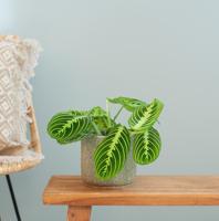 Maranta Lemon Lime - P12 - thumbnail