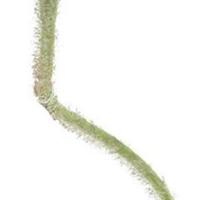 Poppy spray Ilse red 69 cm kunstbloem Erutan Avon - Erutan avon - thumbnail