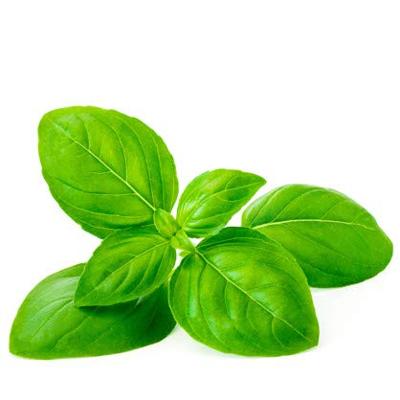 Basilicum zaden Sweet Aroma 2 F1 BIO