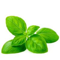 Basilicum zaden Sweet Aroma 2 F1 BIO - thumbnail