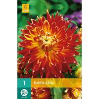 Dahlia Akita Bloembol JUB 1 bol - Jub - thumbnail