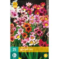 Sparaxis Mix Bloembol JUB 25 bollen - Jub - thumbnail
