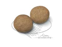 ROYAL CANIN MEDIUM ADULT - thumbnail