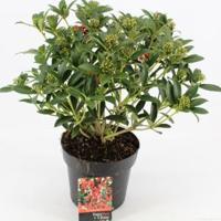 Skimmia (Skimmia Japonica “Red Riding Hood”) heester - 30-40 cm (C3) - 7 stuks - thumbnail