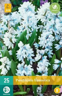 Puschkinia libanotica 25 bollen Puschkinia libanotica 25 bollen