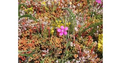 Dakgroen Kruiden mixmat Compleet (incl. drainage type 11c & 10 zakken daktuinsubstraat) per 2.4 m2 max. 20 graden Sempergreen - Sempergreen